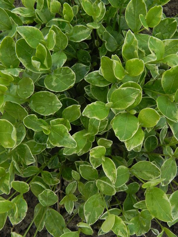 Vinca minor ‘Variegata’