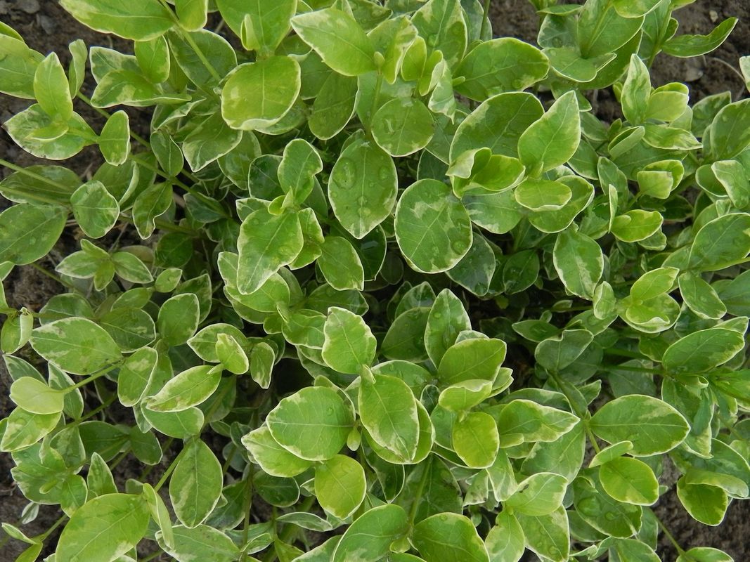 Vinca minor ‘Variegata’