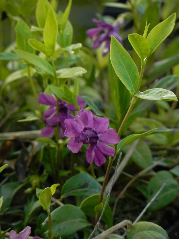 Vinca minor ‘Rubra Plena’