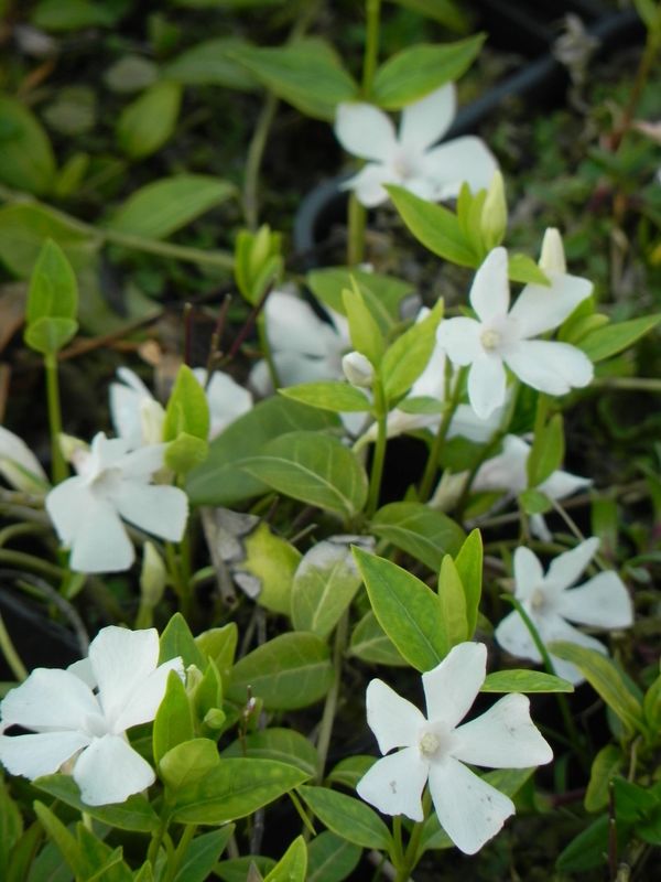 Vinca minor ‘Gertrude Jekyll’