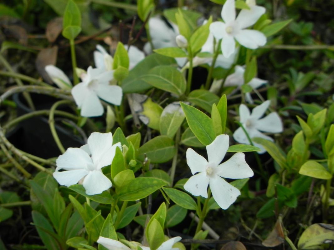Vinca minor ‘Gertrude Jekyll’