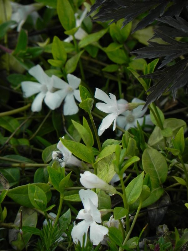 Vinca minor ‘Gertrude Jekyll’