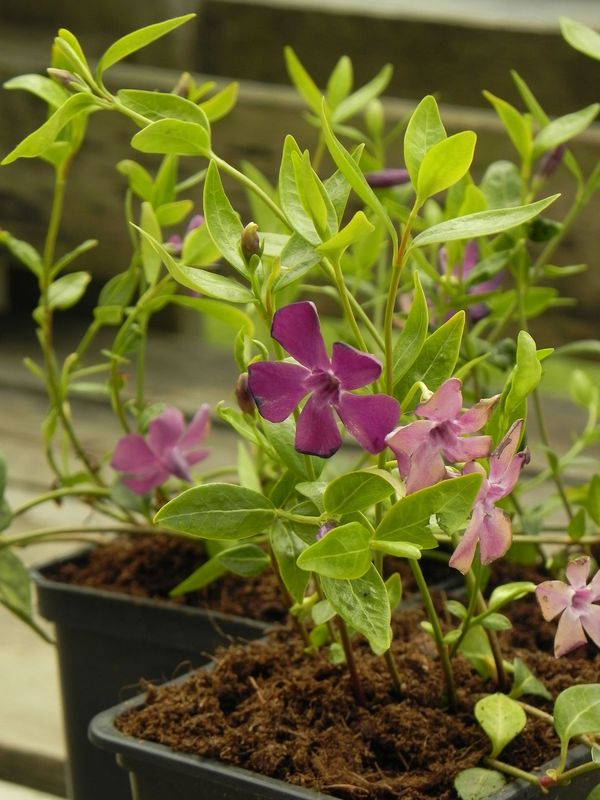 Vinca minor ‘Atropurpurea’