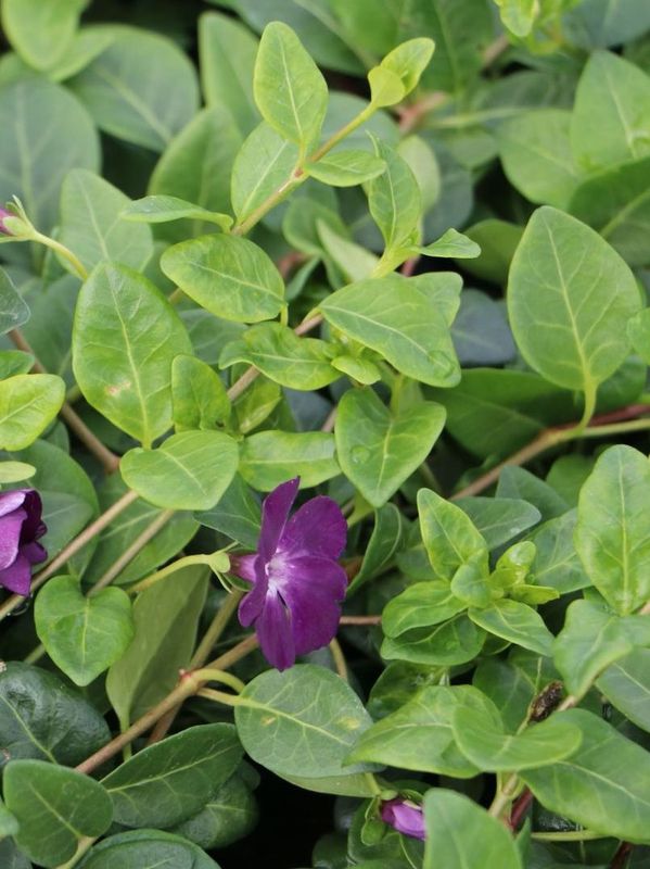 Vinca minor ‘Rubra’
