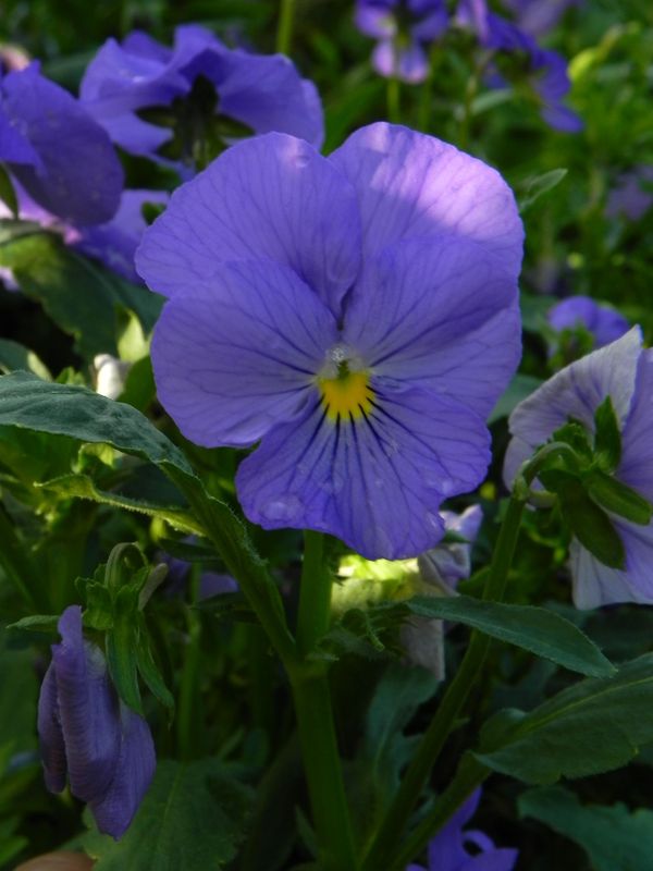Viola cornuta ‘Blue’