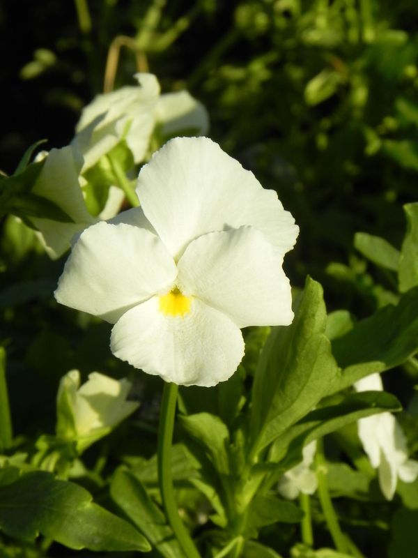 Viola cornuta ‘White’