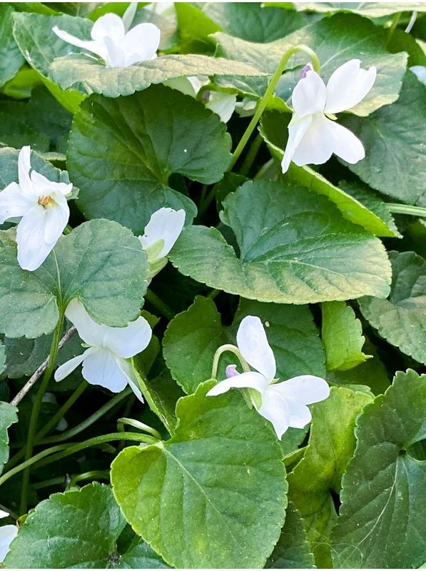 Viola odorata ‘Royal Wedding’