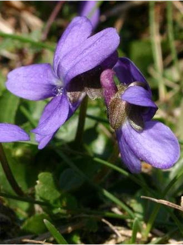 Viola reichenbachiana