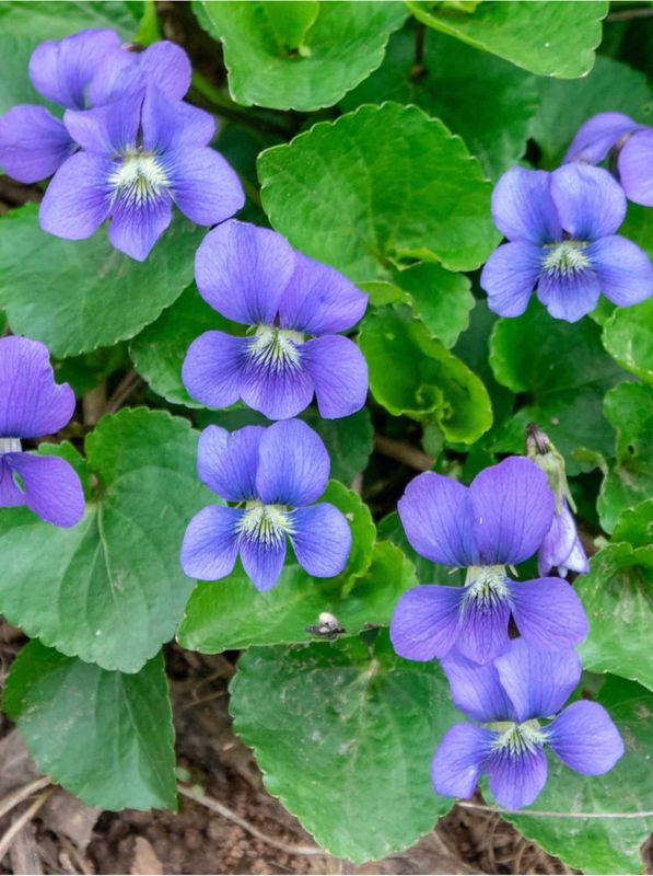Viola sororia