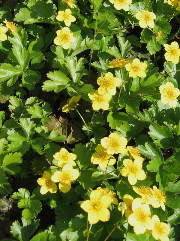 Waldsteina ternata