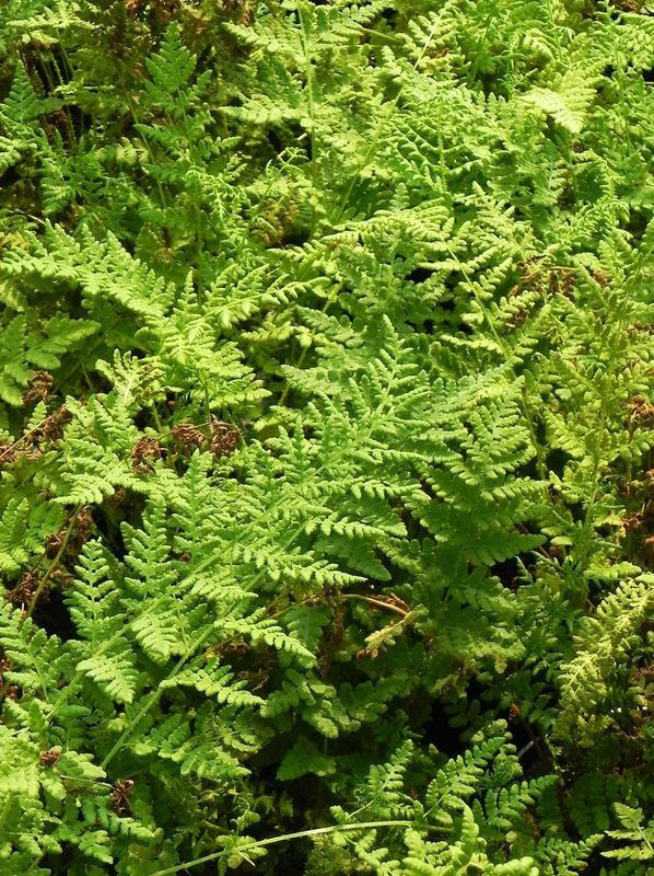 Woodsia obtusa