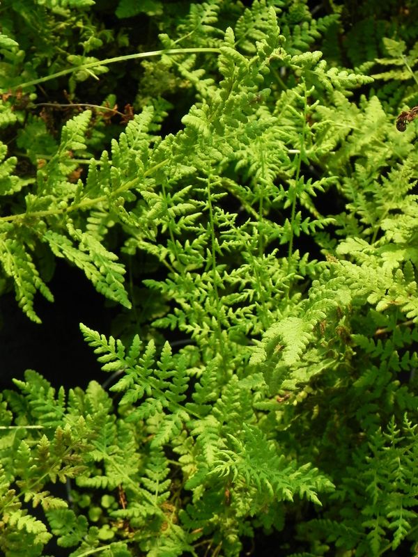 Woodsia obtusa