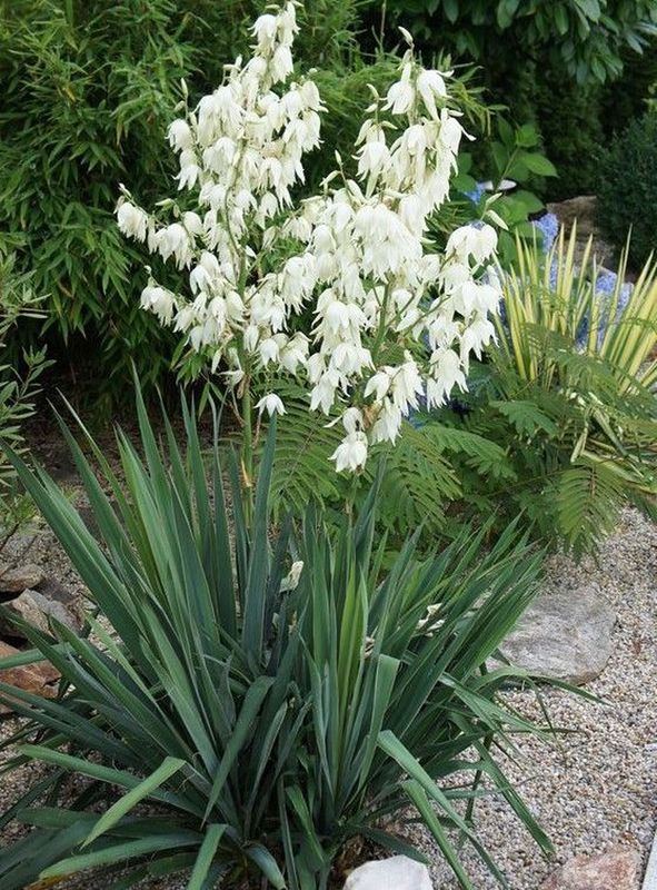 Yucca filamentosa