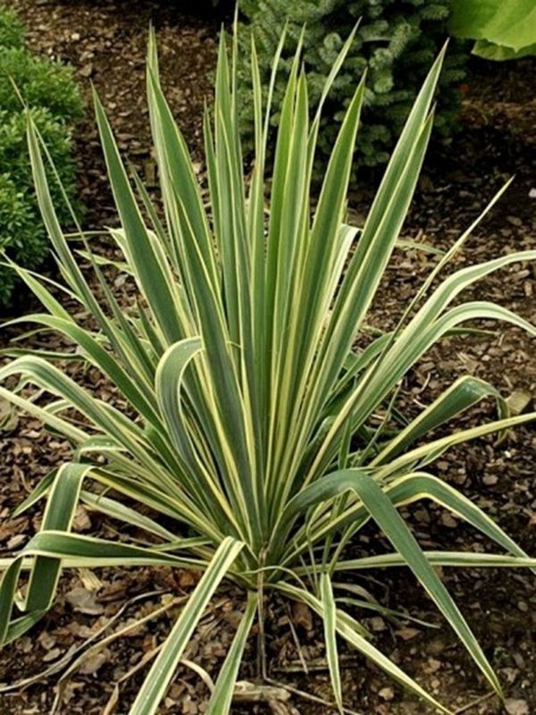 Yucca filamentosa ‘Colour Guard’