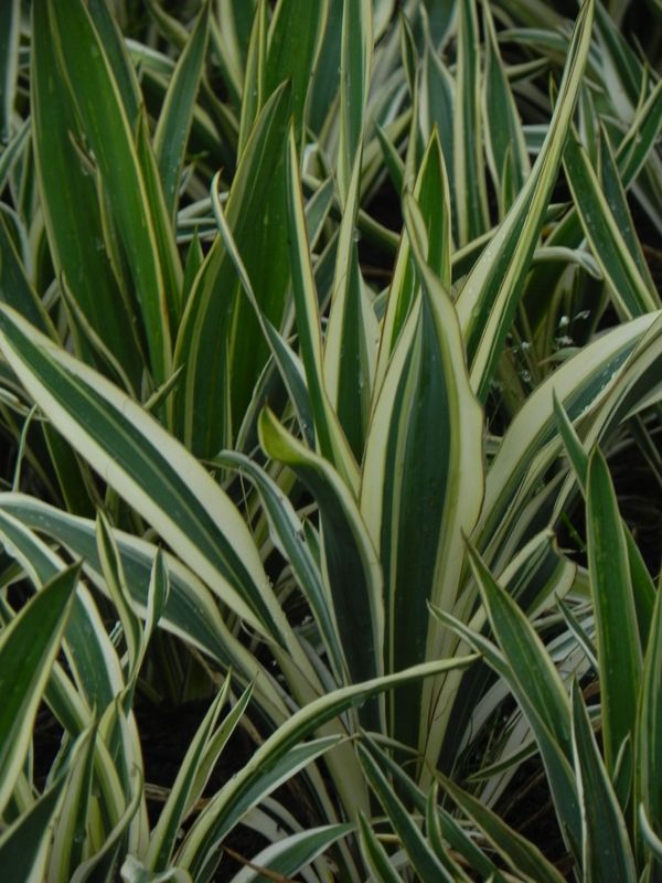 Yucca flaccida ‘Ivory Tower’