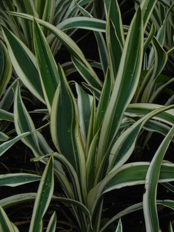 Yucca flaccida ‘Ivory Tower’